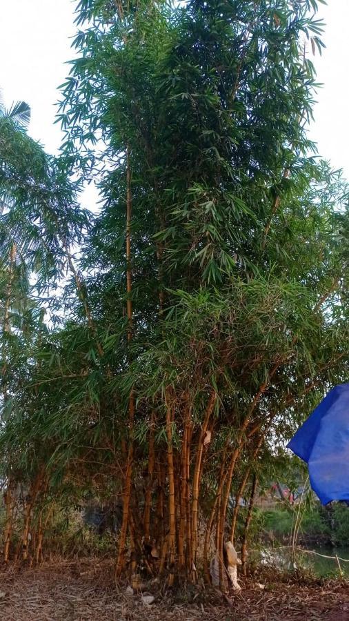 Narayanalayam-Vintage Retreat-Homestay & Rest'Inn Kannur Exterior foto